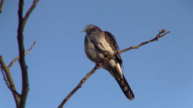 Yazılı Omuzlu Kumru - ML200958651