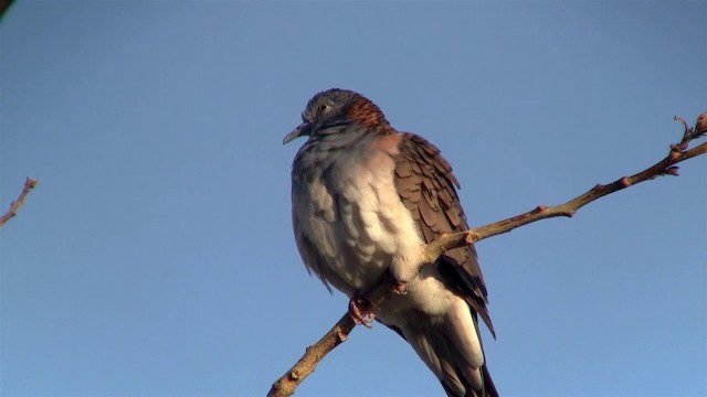 Bar-shouldered Dove - ML200958661