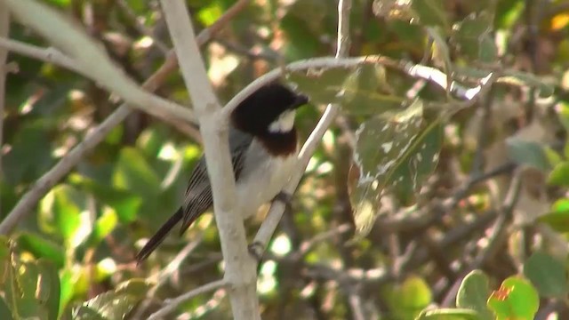 White-breasted Whistler - ML200958811