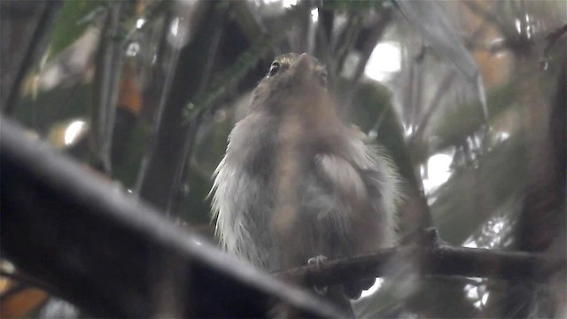 Drab-breasted Pygmy-Tyrant - ML200958971