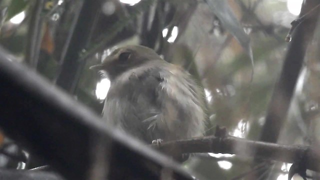 Drab-breasted Pygmy-Tyrant - ML200958981