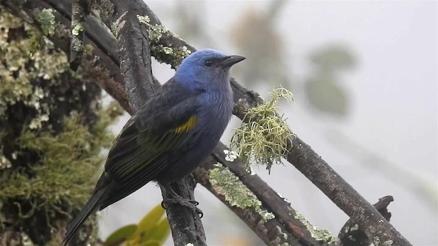 Golden-chevroned Tanager - ML200959011