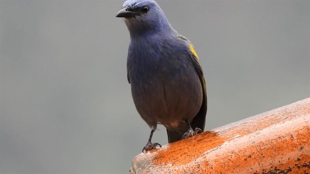 Golden-chevroned Tanager - ML200959021