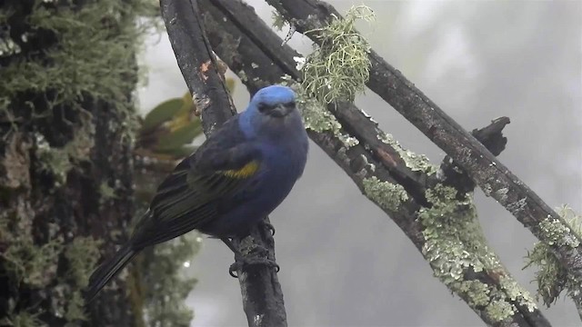 Golden-chevroned Tanager - ML200959031