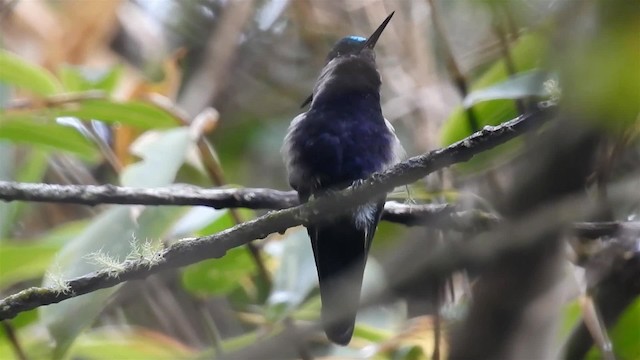 Green-crowned Plovercrest - ML200959121