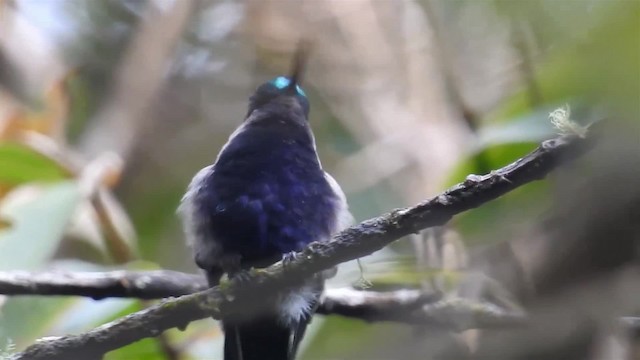 Green-crowned Plovercrest - ML200959131