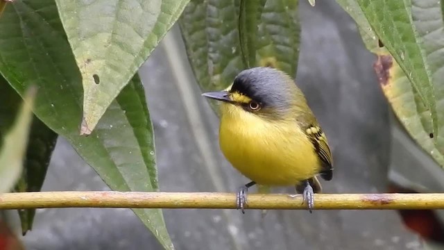 Gray-headed Tody-Flycatcher - ML200959161