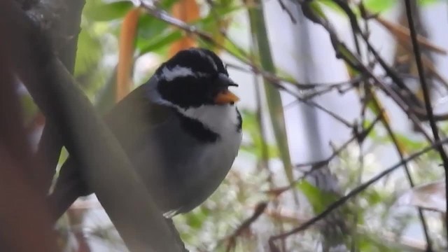 Half-collared Sparrow - ML200959181