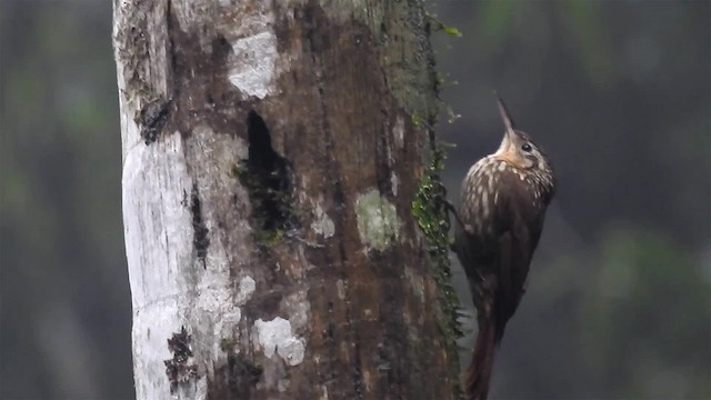 Lesser Woodcreeper - ML200959211