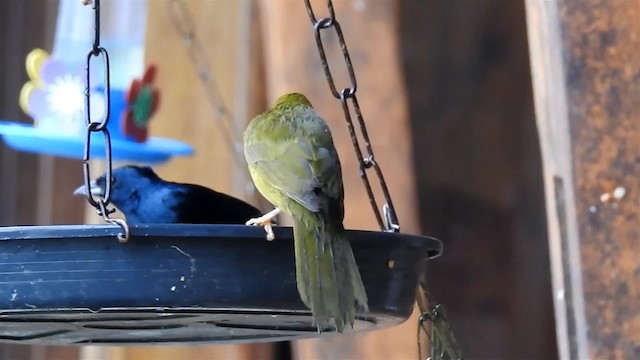 Olive-green Tanager - ML200959271