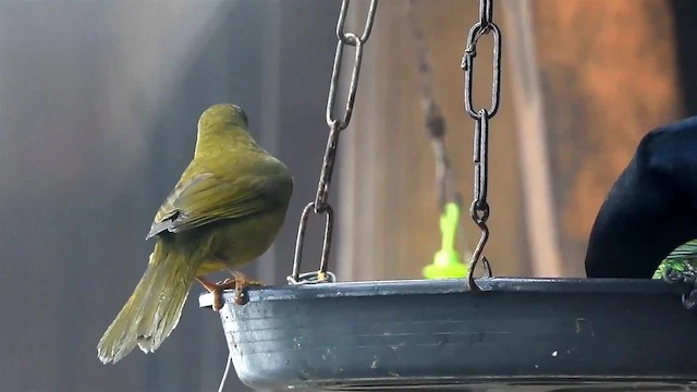 Olive-green Tanager - ML200959281