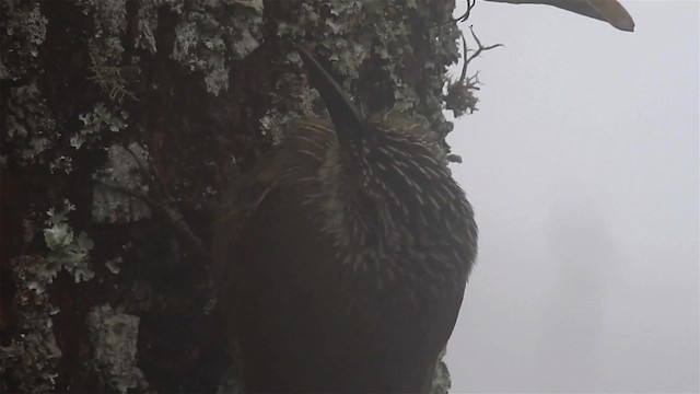 Planalto Woodcreeper - ML200959291