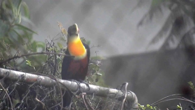 Red-breasted Toucan - ML200959321