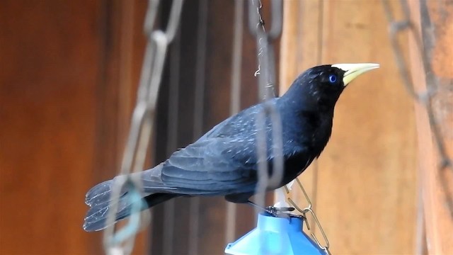 Red-rumped Cacique - ML200959341