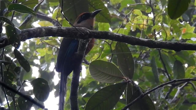 Rufous-capped Motmot - ML200959391