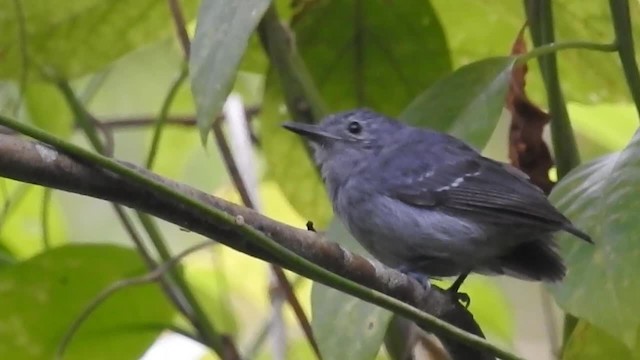 Südamazonien-Ameisenschnäpper - ML200959541