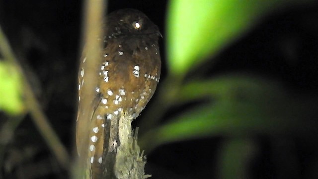 Rufous Potoo - ML200959571