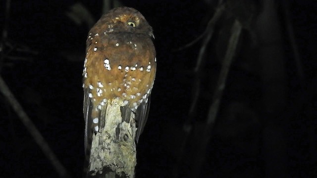 Rufous Potoo - ML200959581