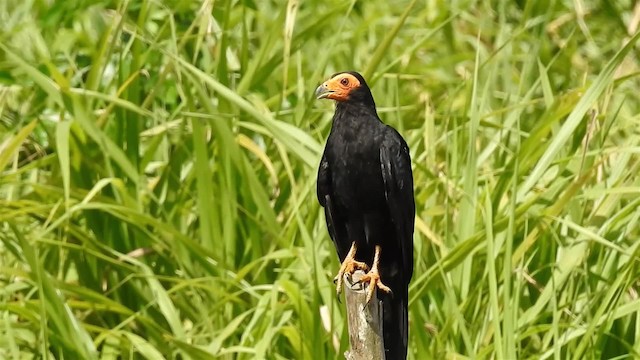 Black Caracara - ML200959591