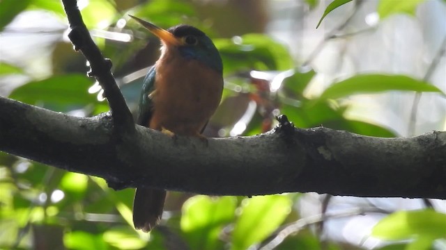 Blue-cheeked Jacamar - ML200959621