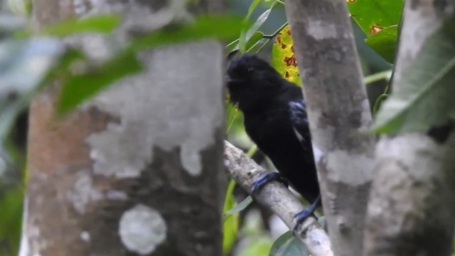 Castelnau's Antshrike - ML200959631