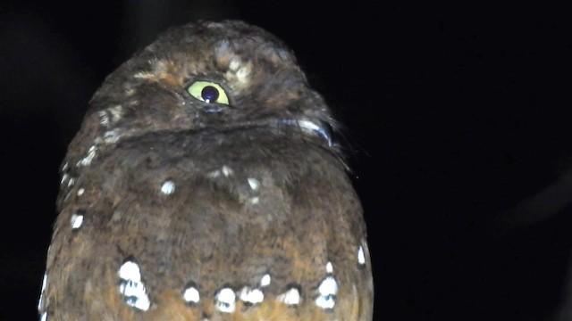 Rufous Potoo - ML200959681