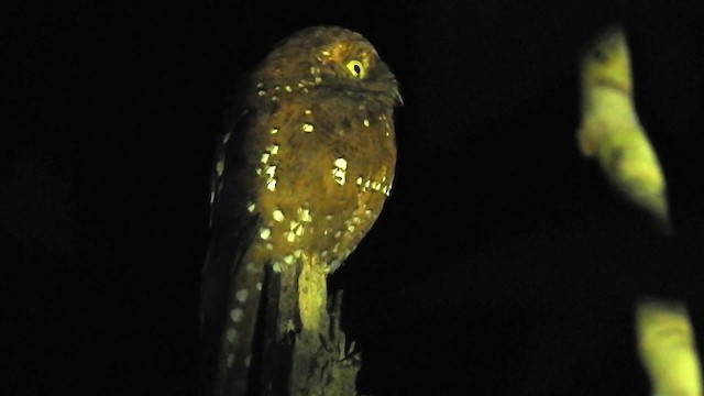 Rufous Potoo - ML200959691