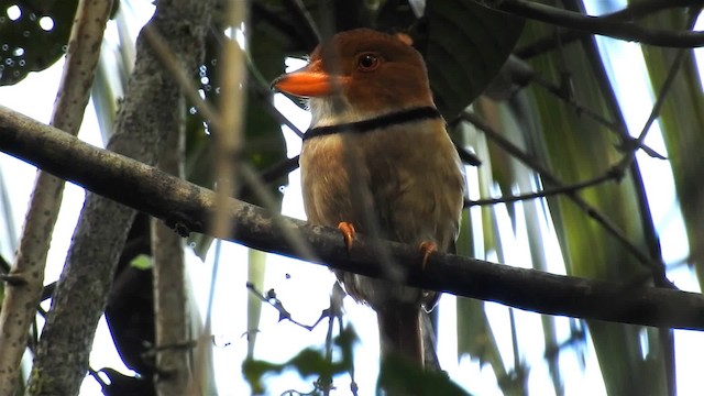 Collared Puffbird - ML200959701