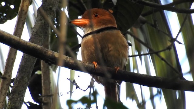 Collared Puffbird - ML200959711