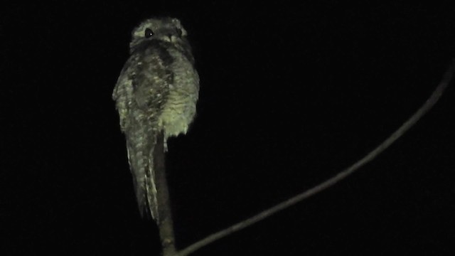 Great Potoo - ML200959851