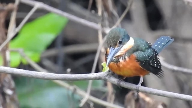 Green-and-rufous Kingfisher - ML200959881