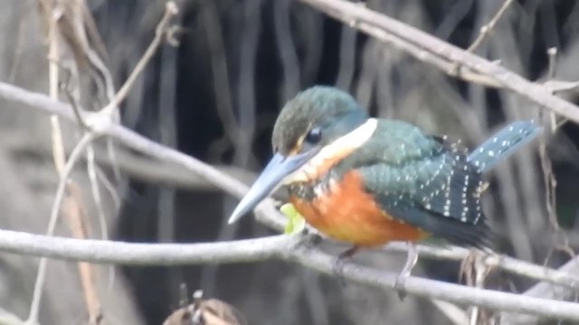 Green-and-rufous Kingfisher - ML200959891