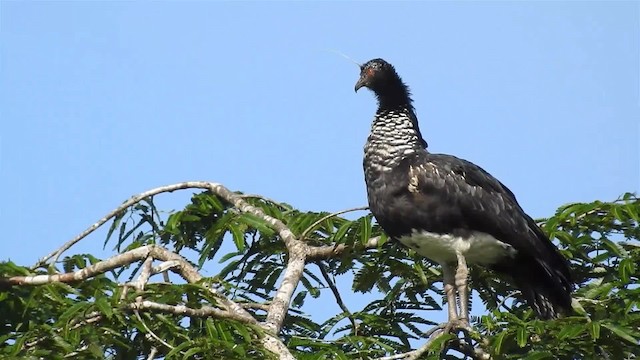 Horned Screamer - ML200959901