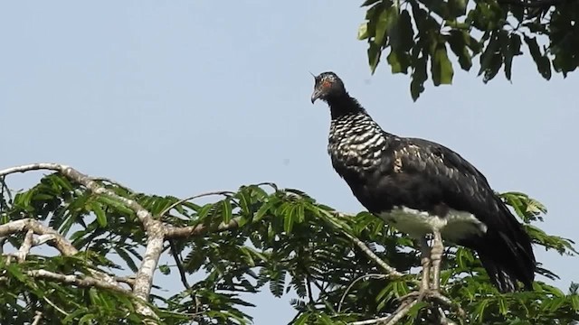 Horned Screamer - ML200959911