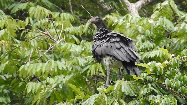 Horned Screamer - ML200959921