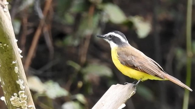 Lesser Kiskadee - ML200959951