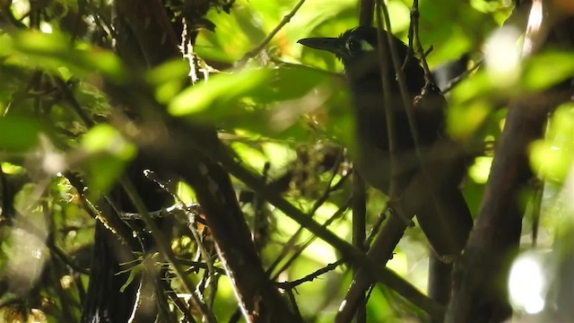Bleigrau-Ameisenvogel - ML200960031