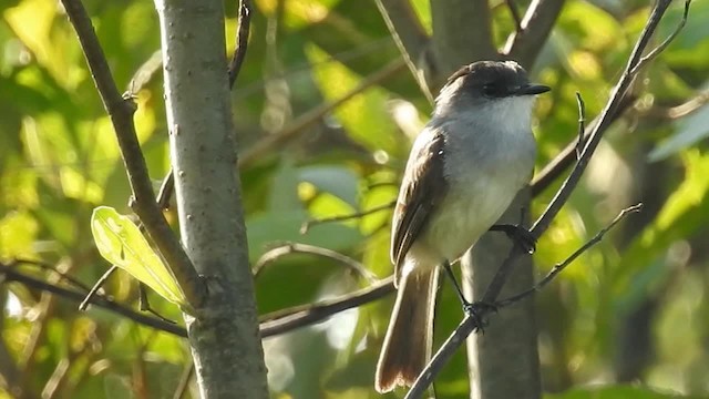 Tyranneau des rivières - ML200960051