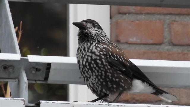 Eurasian Nutcracker (Northern) - ML200960101