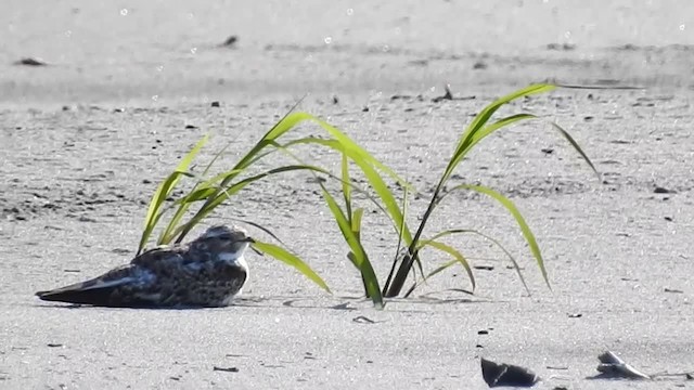 Sand-colored Nighthawk - ML200960131