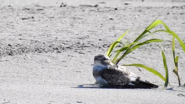 Sand-colored Nighthawk - ML200960141