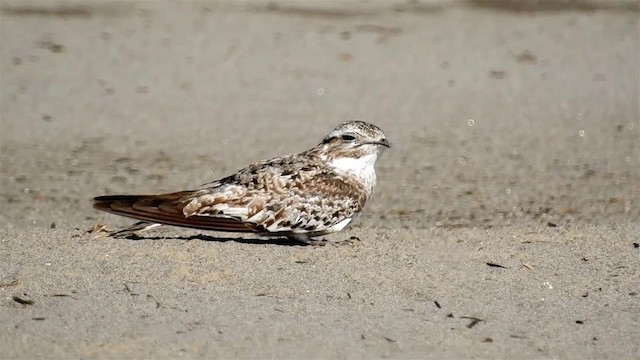 Sand-colored Nighthawk - ML200960151