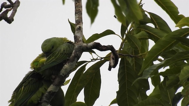 Short-tailed Parrot - ML200960161