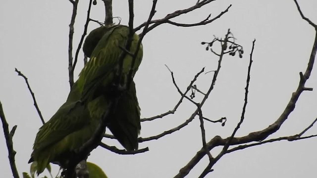 Short-tailed Parrot - ML200960171