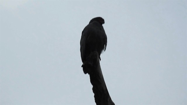 Slate-colored Hawk - ML200960181