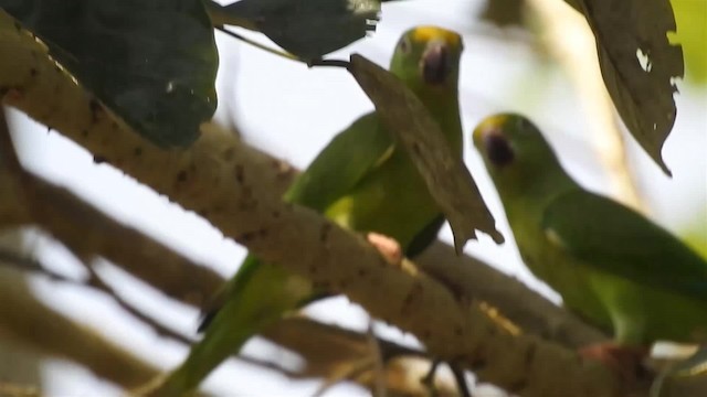 キボウシミドリインコ - ML200960231