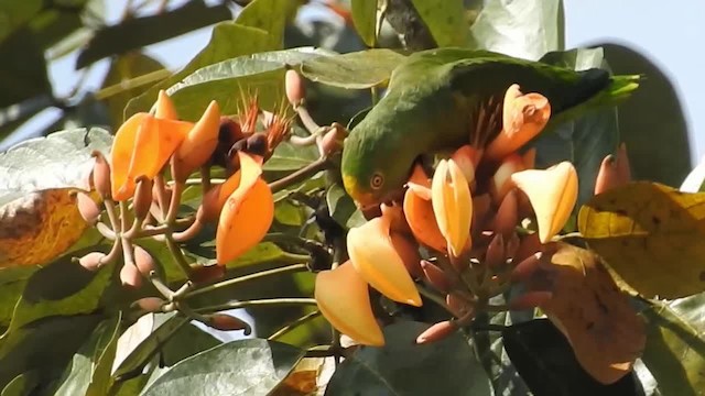 Tui Parakeet - ML200960241