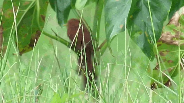 Little Cuckoo - ML200960251