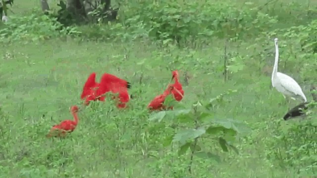 Scarlet Ibis - ML200960261