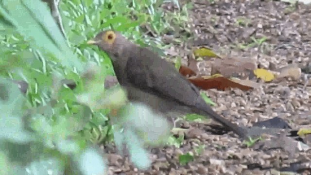 Spectacled Thrush - ML200960271